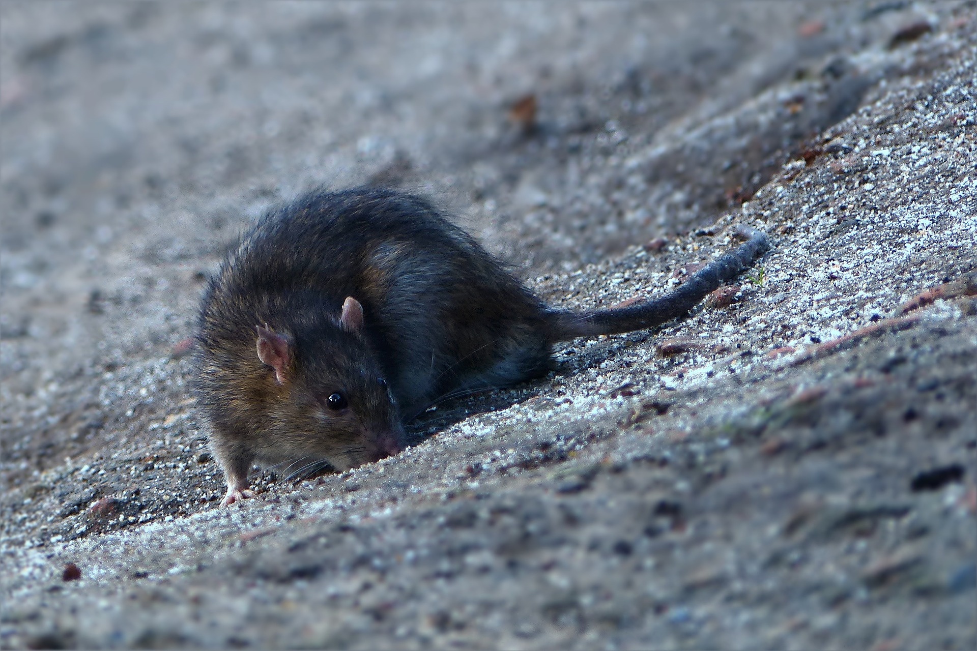 Ratten